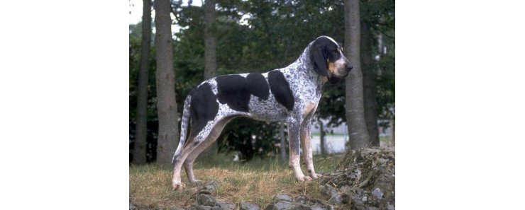 Большая голубая гасконская гончая / Grand Bleu de Gascogne (Large Blue Gascony Hound)