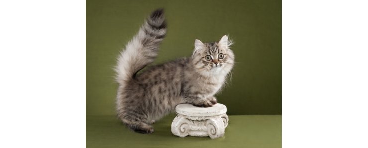 Наполеон / Napoleon  Cat