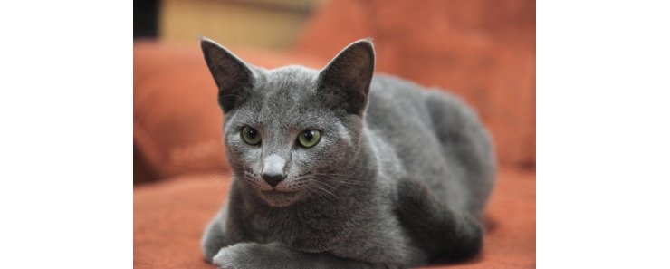 Русская голубая кошка / Russian Blue Cat