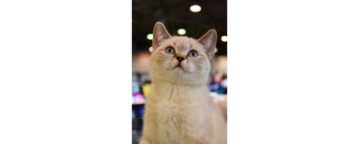Шотландская прямоухая кошка (Скоттиш страйт) / Scottish Straight Cat