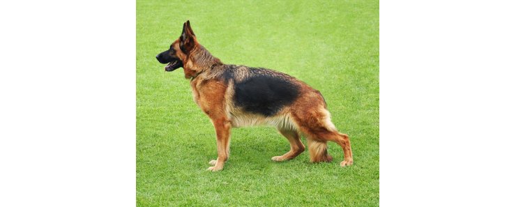 Немецкая овчарка / Deutscher Schaferhund (German Shepherd Dog)