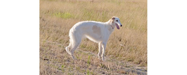 Русская псовая борзая / Borzoi (Russian Wolfhound)