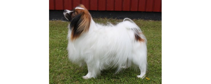 Фален (Континентальный той-спаниель) / Phalene (Epagneul Nain Continental Phalene, Continental Toy Spaniel)