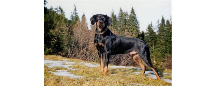 Австрийская гончая / Austrian Brandlbracke (Austrian Smoothhaired Hound)