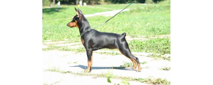 Цвергпинчер (Карликовый пинчер) / Zwergpinscher