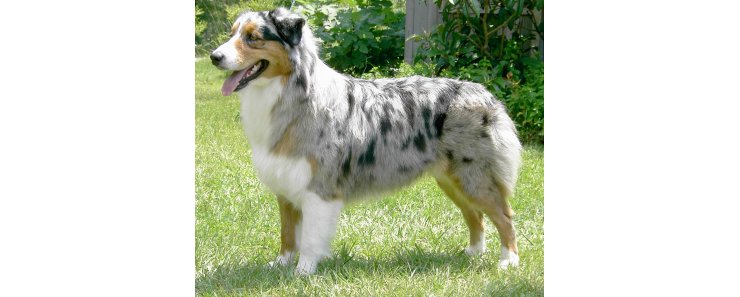 Австралийская овчарка (Аусси) / Australian Shepherd (Aussie)