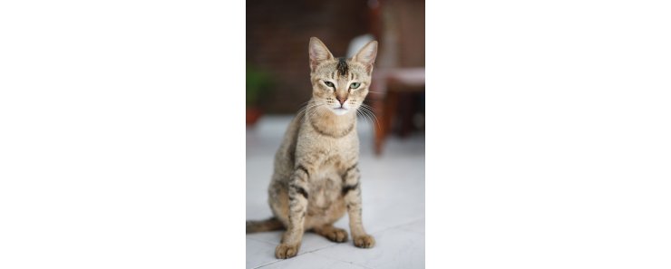 Цейлонская кошка (Кошка Шри-Ланки) / Ceylon Cat (Sri-Lankan Cat)