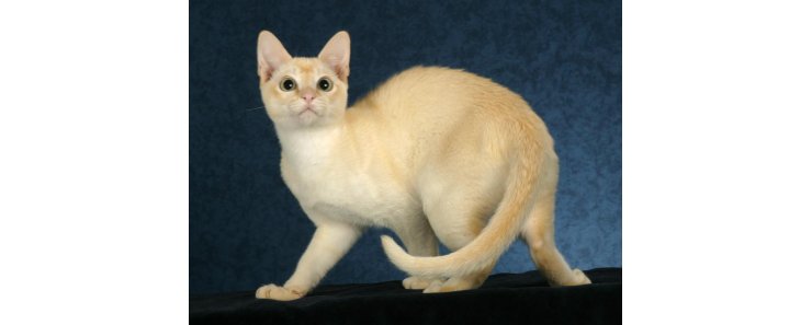 Тонкинез (Тонкинская кошка) / Tonkinese Cat