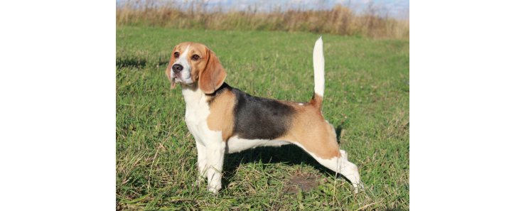 Бигль (Английский бигль) / Beagle (English Beagle)