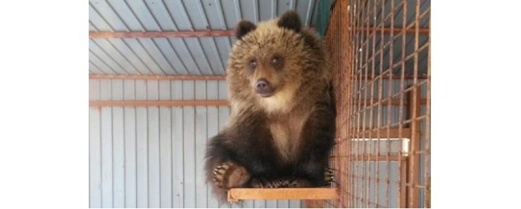 Жители Камчатки собрали деньги на билет для юной медведицы Маши