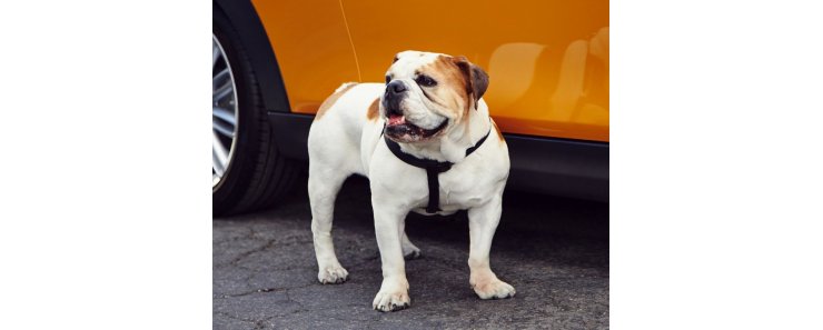 Английский бульдог / English Bulldog (British Bulldog)