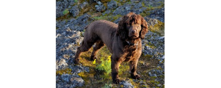 Бойкин-спаниель / Boykin Spaniel