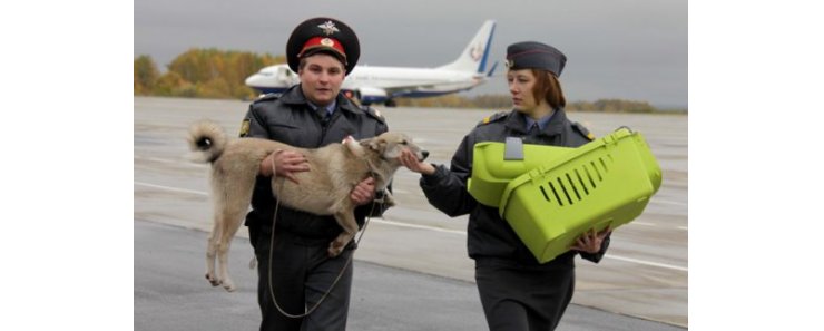 Лайка чуть не улетела в переноске для кошек