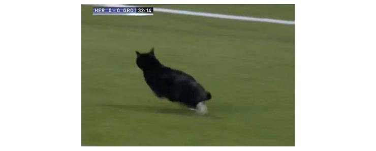 Во время футбольного матча в Голландии на поле выбежал кот