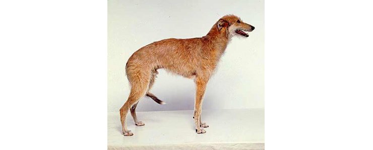 Американская оленья собака (Американская оленья борзая) / American Staghound