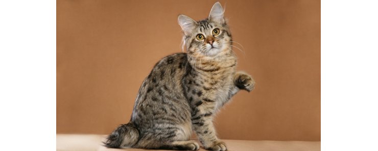 Американский бобтейл / American Bobtail