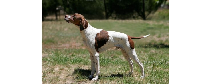 Английский пойнтер (Пойнтер) / English Pointer (Pointer)