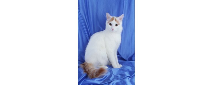 Турецкий ван / Turkish Van