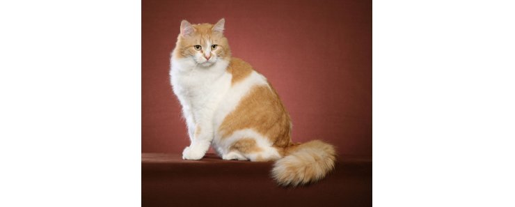 Сибирская кошка / Siberian Cat