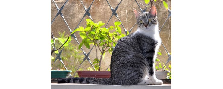 Бразильская короткошерстная кошка / Brazilian Shorthair Cat