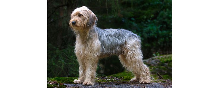 Боснийская грубошерстная гончая (Барак) / Bosanski Barak (Bosnian Coarse-Haired Hound)