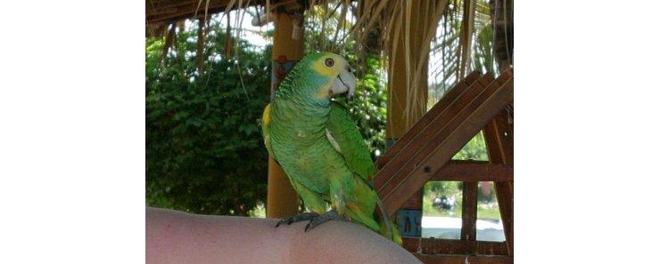 Желтоплечий амазон (Желтокрылый амазон) / Amazona Barbadensis