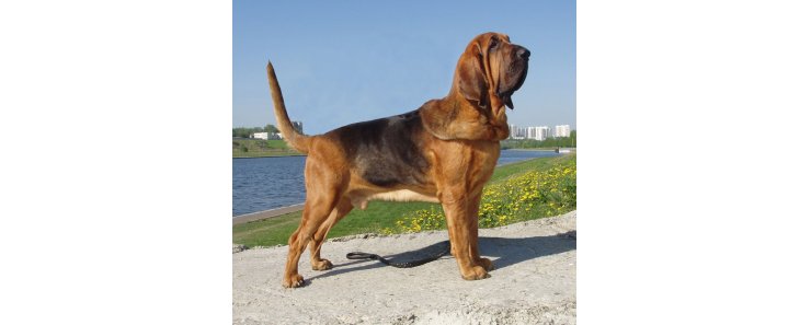 Бладхаунд (Собака Св. Губерта) / Bloodhound (Chien de Saint-Hubert, St. Hubert Hound, Sleuth Hound)