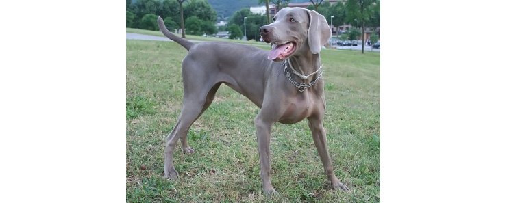 Веймаранер (Веймарская легавая) / Weimarainer (Weimaraner Vorstehhund)