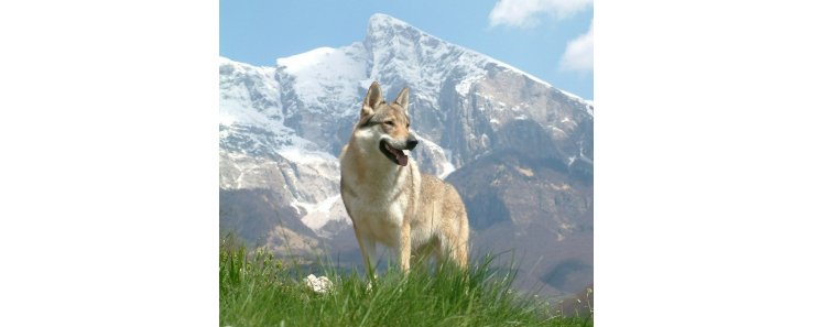 Чехословацкая волчья собака (Чехословацкий влчак) / Czechoslovakian Wolf Dog (Ceskoslovensky Vlsak)