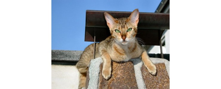 Канаани (Ханаани) / Kanaani Cat (Canaani Cat)