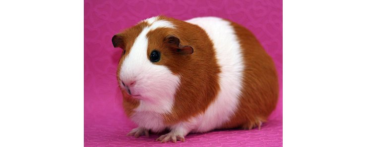 Голландская морская свинка / Dutch Cavy (Holland Guinea Pig)