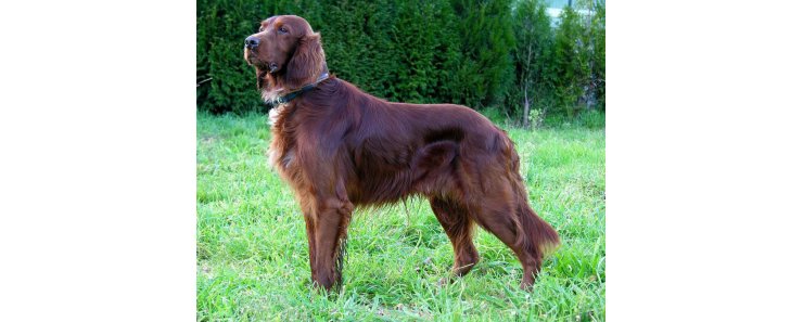 Ирландский сеттер (Ирландский красный сеттер) / Irish Setter (Irish Red Setter)