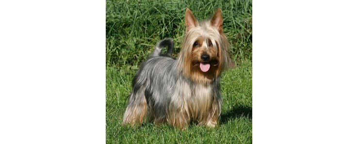 Австралийский шелковистый терьер (Силки-терьер) / Australian Silky Terrier