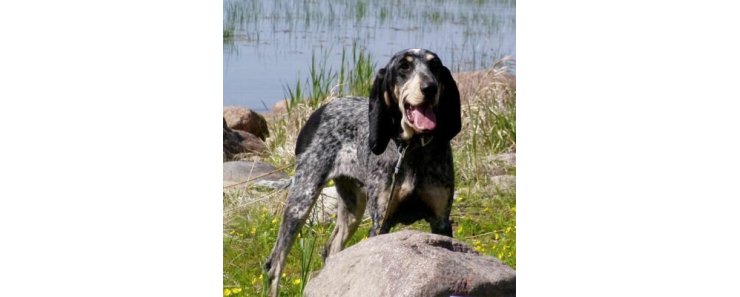 Американская голубая гасконская гончая / American Blue Gascon Hound (Big n'Blue)