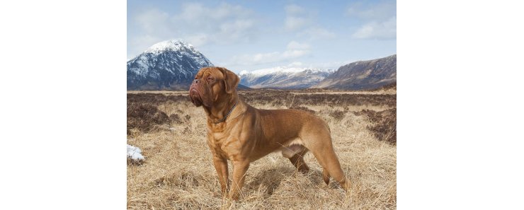 Бордоский дог (Французский мастиф) / French Mastiff (Dogue de Bordeaux, Bordeaux Mastiff, Bordeaux Bulldog)