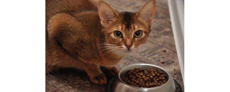 Сухие премиум корма для кошек