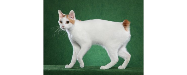 Японский бобтейл / Japanese Bobtail Cat