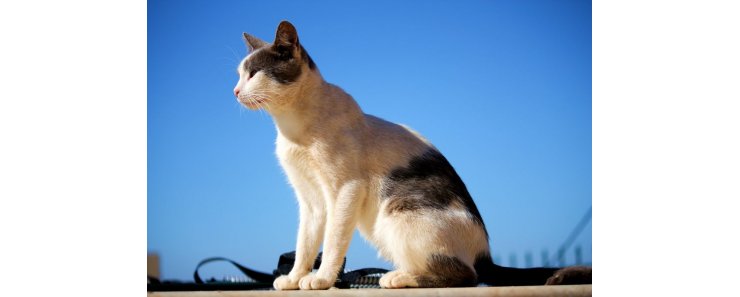 Эгейская кошка / Aegean Cat