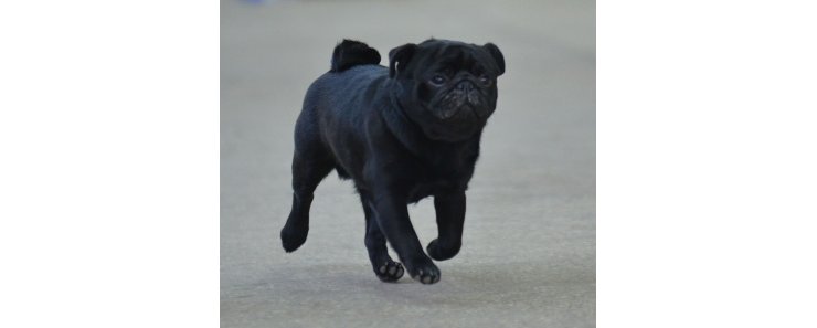 Мопс / Mops (Pug, Carlin)