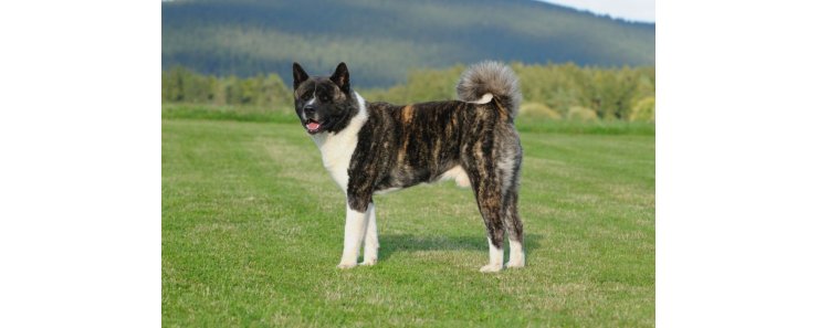Большая японская собака (Американская акита) / American Akita (Great Japanese Dog)