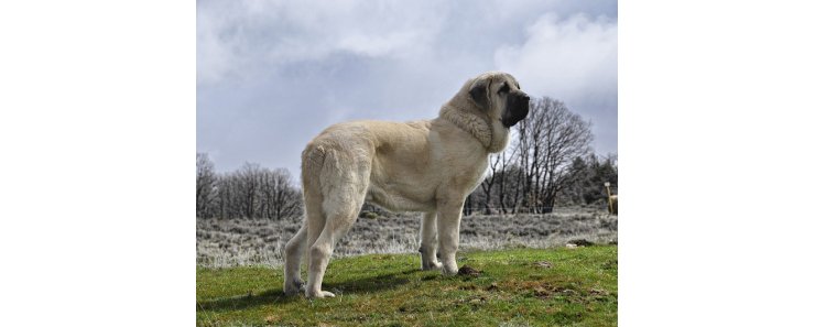 Испанский мастиф / Spanish Mastiff (Mastin Espanol)