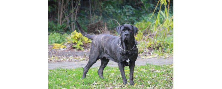 Кане корсо (Итальянская сторожевая собака) / Cane Corso (Sicilian Branchiero)