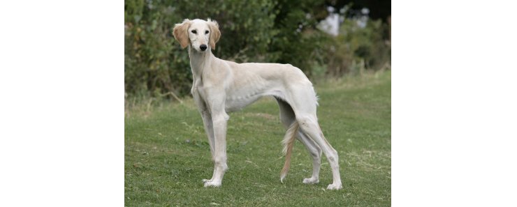 Салюки (Персидская борзая, газелья собака) / Saluki (Persian Greyhound)