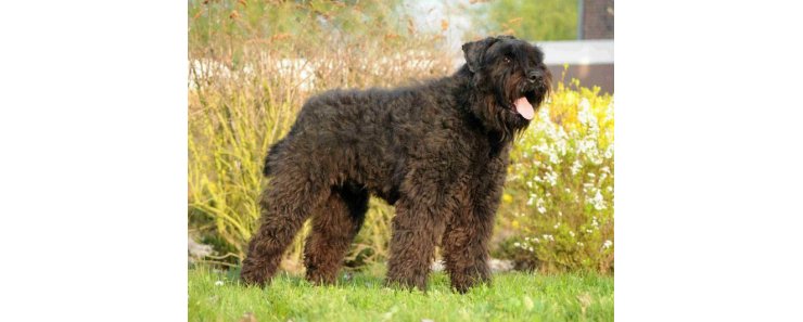 Бувье де фландр (Фландрский бувье, фландрская скотогонная  собака) / Bouvier Des Flandres