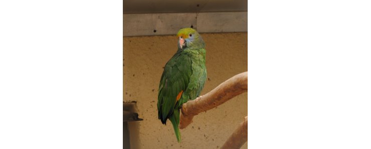 Синещекий амазон (Оранжевокрылый амазон) / Amazona Dufresniana