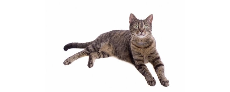 Европейская короткошерстная кошка (Кельтская короткошерстная кошка) / European Shorthair Cat (Celtic Cat)