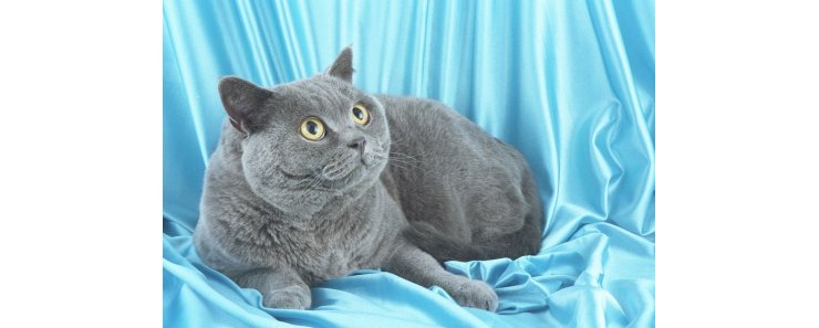 Британская короткошерстная кошка / British Shorthair Cat