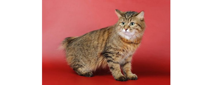 Курильский бобтейл / Kurilian Bobtail