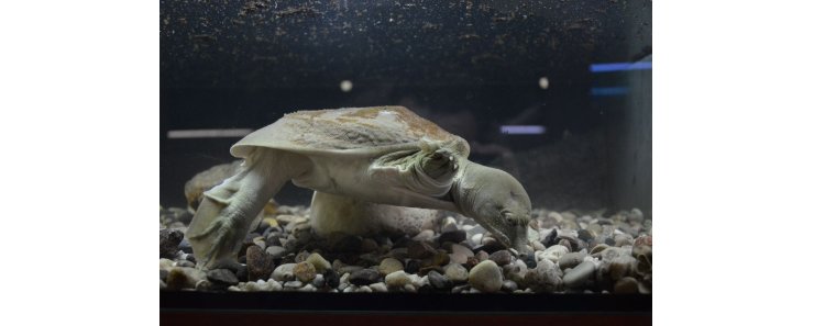 Дальневосточная черепаха (Китайский трионикс) / Pelodiscus Sinensis (Trionyx Sinensis)
