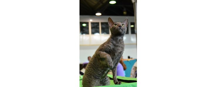 Корниш рекс (Корнуольский рекс) / Cornish Rex (Cornwall Rex)